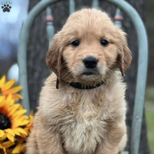 Julia, Golden Retriever Puppy