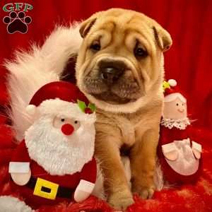 Ralphie, Shar Pei Puppy