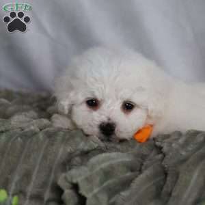 Albert (Tiny), Bichon Frise Puppy