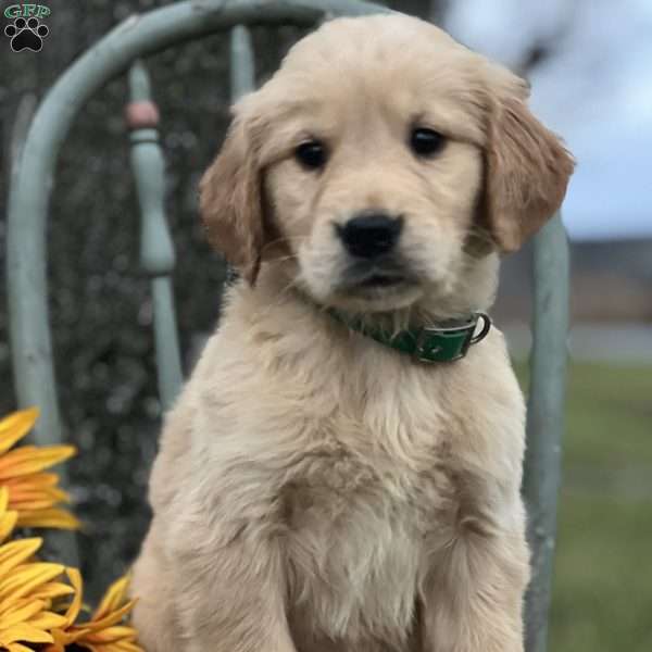 John, Golden Retriever Puppy