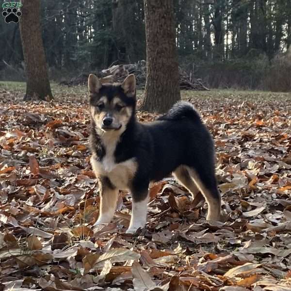 Marty, Shiba Inu Puppy