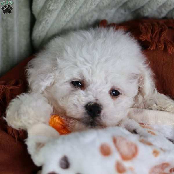 Albert (Tiny), Bichon Frise Puppy