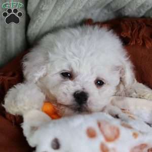 Albert (Tiny), Bichon Frise Puppy