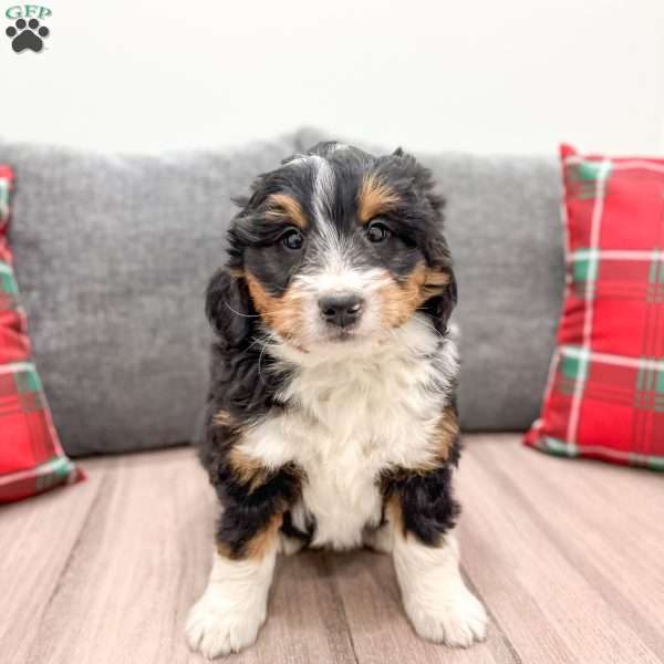 Theo, Mini Bernedoodle Puppy