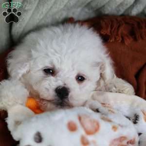 Albert (Tiny), Bichon Frise Puppy