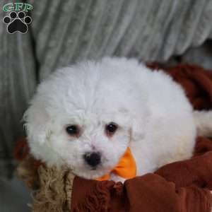 Albert (Tiny), Bichon Frise Puppy