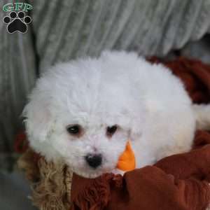 Albert (Tiny), Bichon Frise Puppy