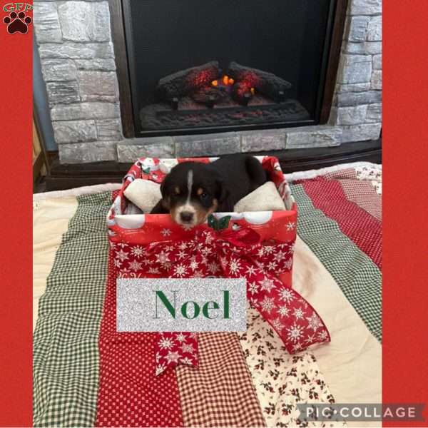 Noel, Greater Swiss Mountain Dog Puppy