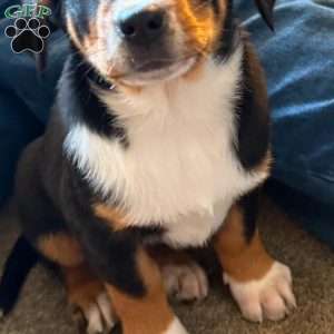 Noel, Greater Swiss Mountain Dog Puppy