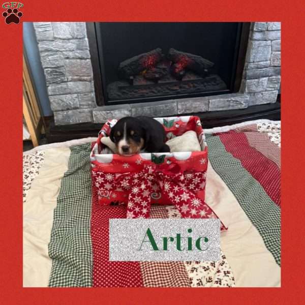 Artic, Greater Swiss Mountain Dog Puppy