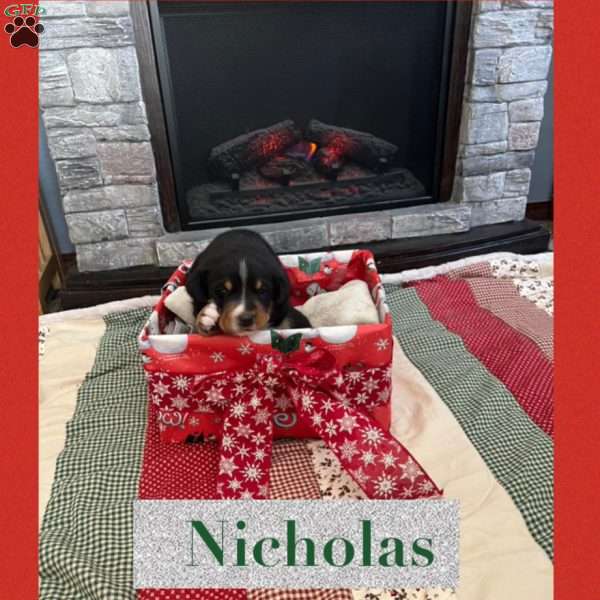 Nicholas, Greater Swiss Mountain Dog Puppy