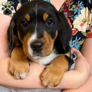 Nicholas, Greater Swiss Mountain Dog Puppy