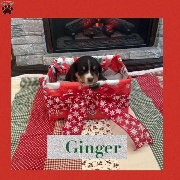 Ginger, Greater Swiss Mountain Dog Puppy