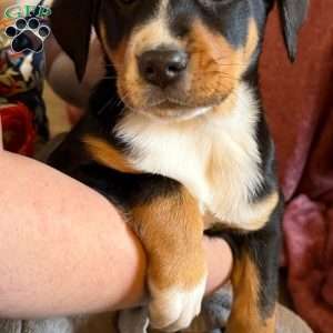 Ginger, Greater Swiss Mountain Dog Puppy