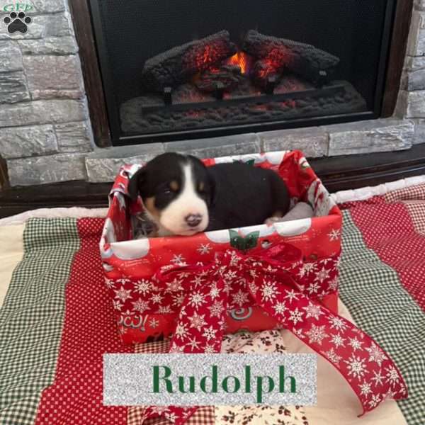 Rudolph, Greater Swiss Mountain Dog Puppy