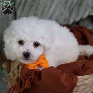 Albert (Tiny), Bichon Frise Puppy