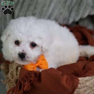 Albert (Tiny), Bichon Frise Puppy