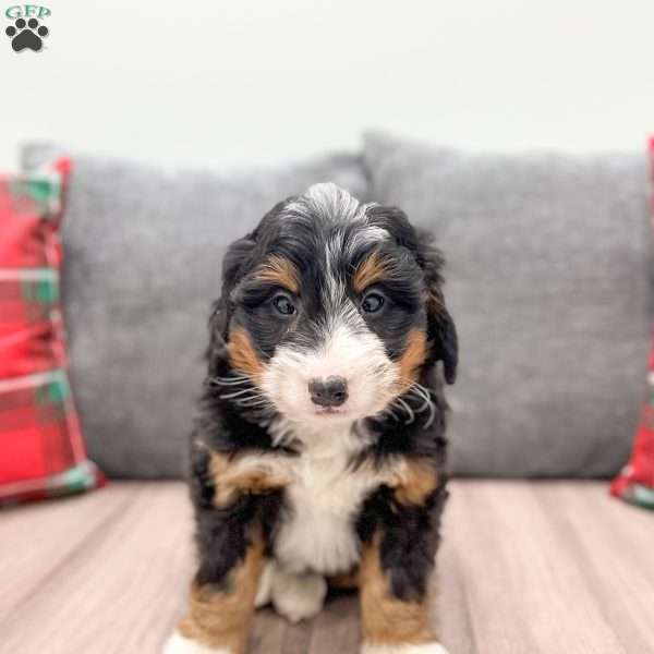 Raven, Mini Bernedoodle Puppy