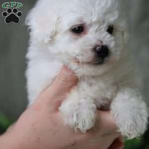 Albert (Tiny), Bichon Frise Puppy