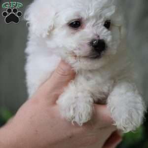 Albert (Tiny), Bichon Frise Puppy