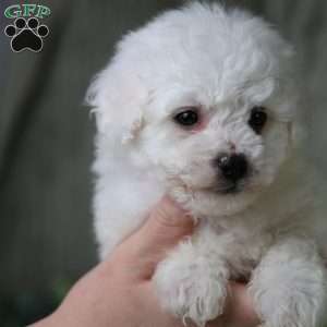 Albert (Tiny), Bichon Frise Puppy