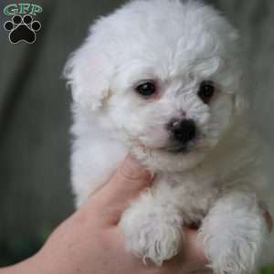 Albert (Tiny), Bichon Frise Puppy