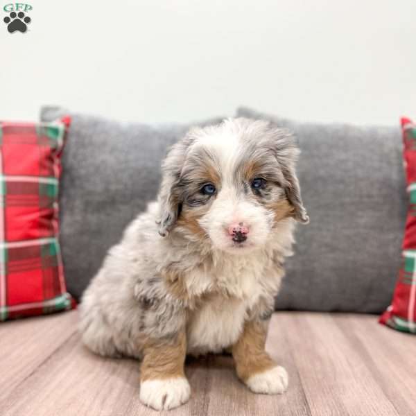 Mateo, Mini Bernedoodle Puppy