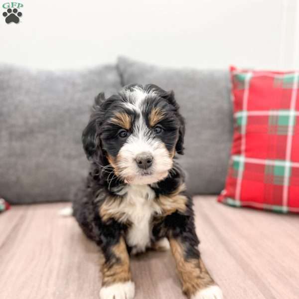 Nova, Mini Bernedoodle Puppy