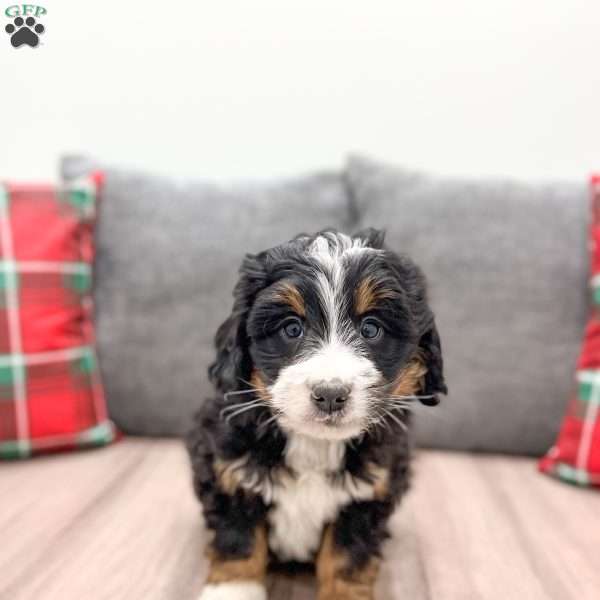 Athena, Mini Bernedoodle Puppy