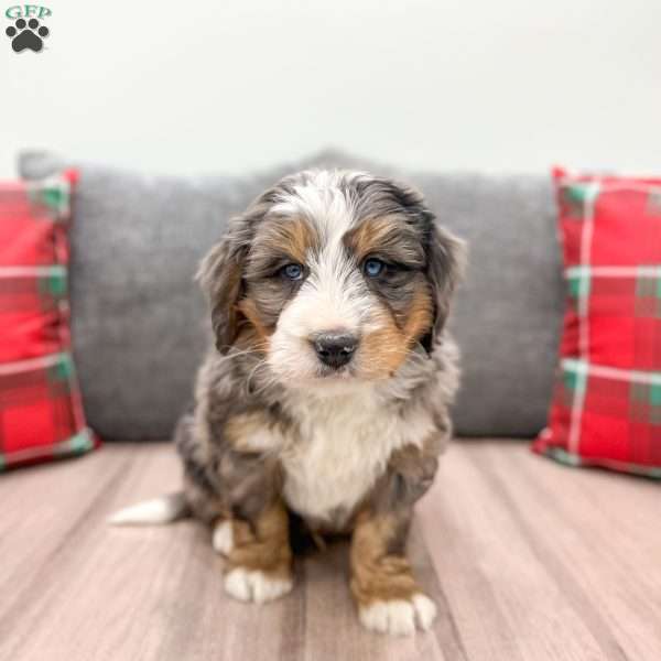 Knox, Mini Bernedoodle Puppy