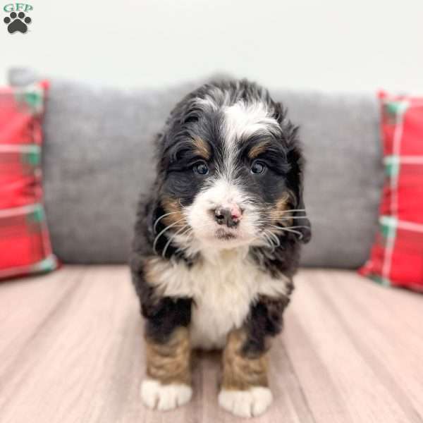 Asher, Mini Bernedoodle Puppy