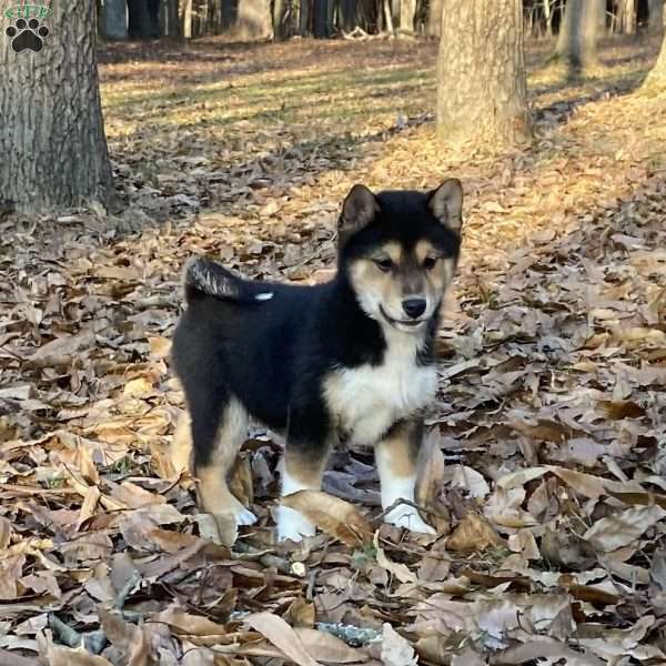 Max, Shiba Inu Puppy