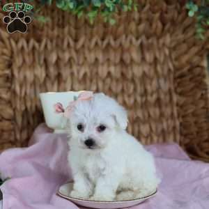 Angel (Teacup), Bichon Frise Puppy