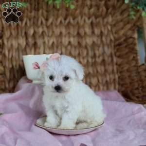 Angel (Teacup), Bichon Frise Puppy