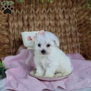 Angel (Teacup), Bichon Frise Puppy