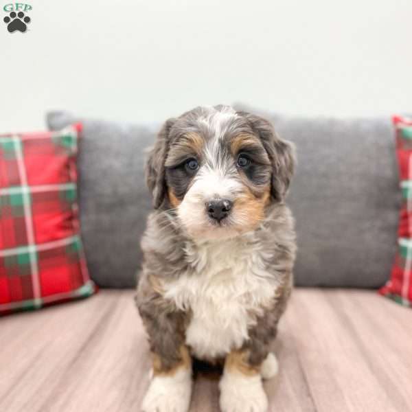 Casper, Mini Bernedoodle Puppy