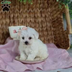 Angel (Teacup), Bichon Frise Puppy