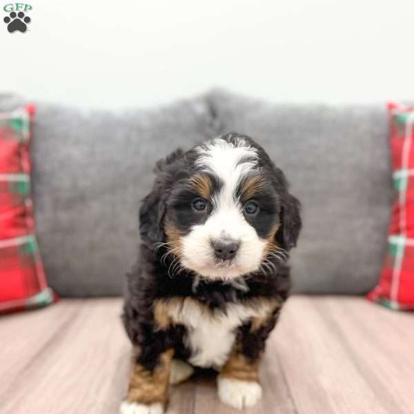 Bailey, Mini Bernedoodle Puppy