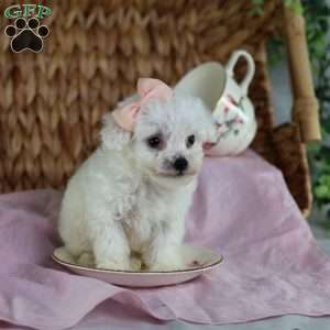 Angel (Teacup), Bichon Frise Puppy