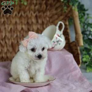 Angel (Teacup), Bichon Frise Puppy