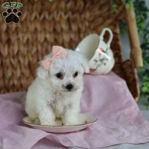 Angel (Teacup), Bichon Frise Puppy