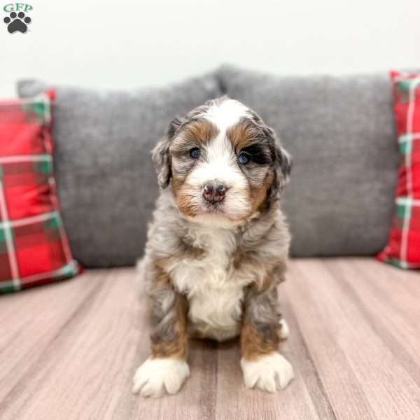 Finley, Mini Bernedoodle Puppy