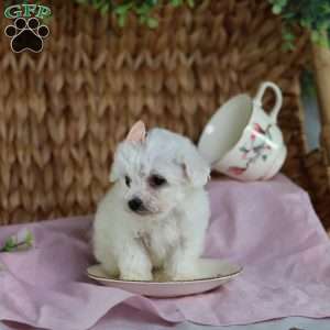 Angel (Teacup), Bichon Frise Puppy