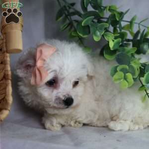 Angel (Teacup), Bichon Frise Puppy