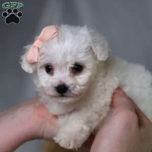 Angel (Teacup), Bichon Frise Puppy