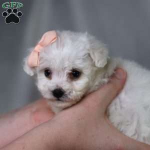 Angel (Teacup), Bichon Frise Puppy