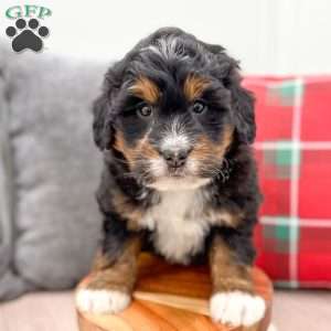 Reid, Mini Bernedoodle Puppy