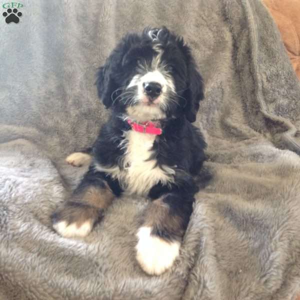 Holly, Bernedoodle Puppy