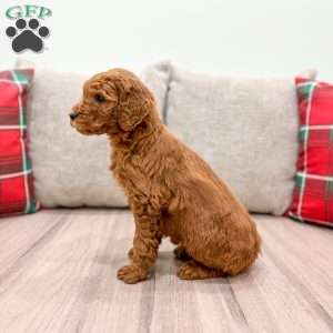 Ginger, Mini Goldendoodle Puppy