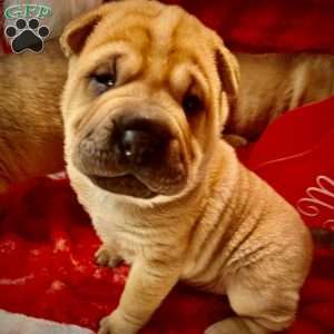 Ralphie, Shar Pei Puppy